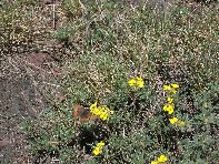 Rifugio_della_Galvarina - 20100509 090.jpg